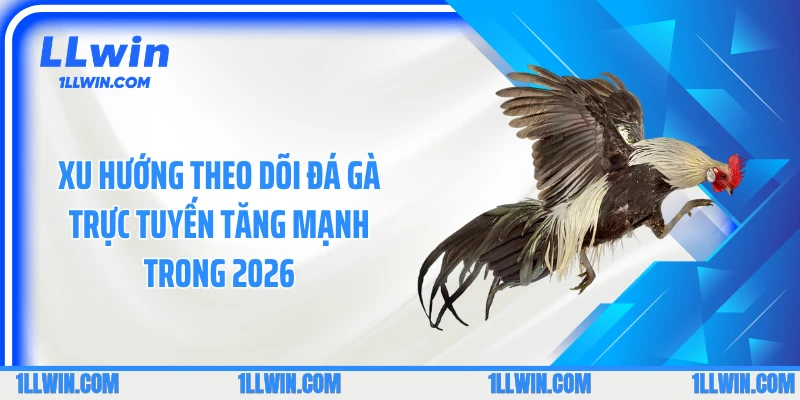 Xu hướng theo dõi đá gà trực tuyến tăng mạnh trong 2026